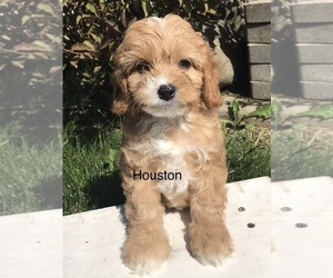 Cavapoo Puppy for sale in GOSHEN, IN, USA
