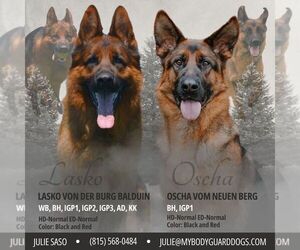 German Shepherd Dog Litter for sale in MARENGO, IL, USA