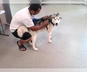 - Mix Dogs for adoption in Louisville, KY, USA