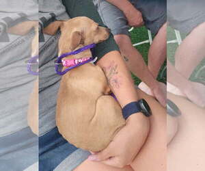 Cricket - Female Chihuahua-Unknown Mix Dog for Adoption - Photo #3