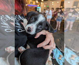 Jack Chi Dogs for adoption in Holly Springs, NC, USA