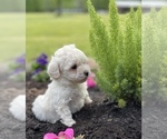 Small Photo #5 Maltipoo Puppy For Sale in ROCK HILL, SC, USA
