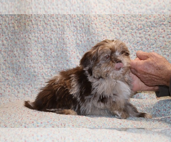 Medium Photo #5 ShihPoo Puppy For Sale in DYERSBURG, TN, USA