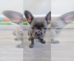 Small #5 French Bulldog