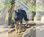 Small #1 German Shepherd Dog
