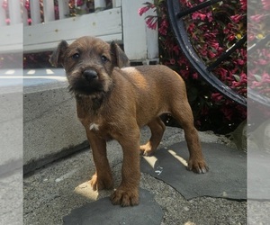 Medium Irish Terrier