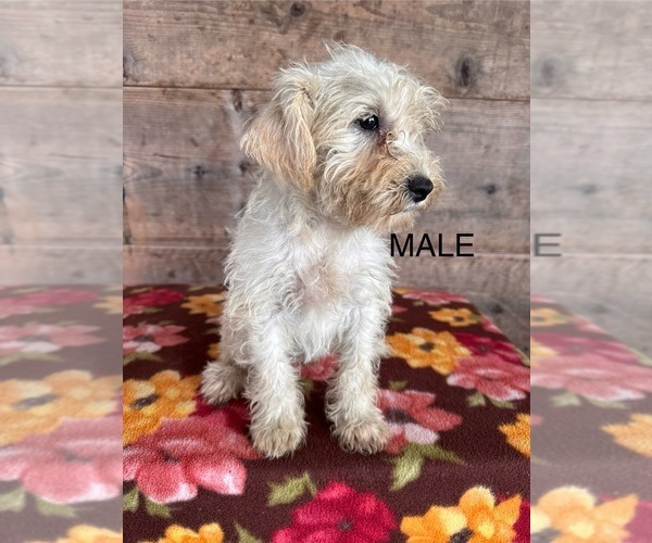 Medium Photo #3 Schnauzer (Miniature) Puppy For Sale in VERMONTVILLE, MI, USA