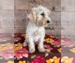 Small #2 Schnauzer (Miniature)