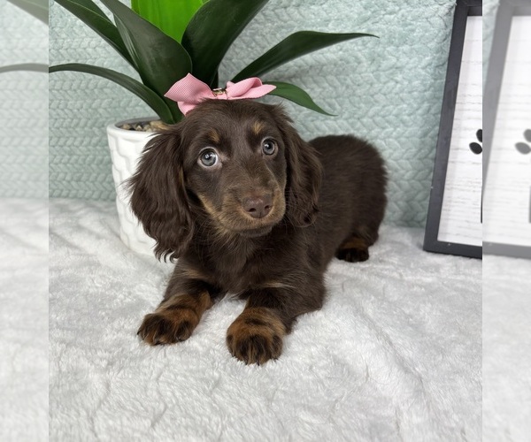 Medium Photo #4 Dachshund Puppy For Sale in FRANKLIN, IN, USA