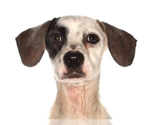 Chihuahua Dogs for adoption in Oakland Park, FL, USA