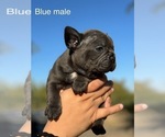 Puppy Blues clues French Bulldog