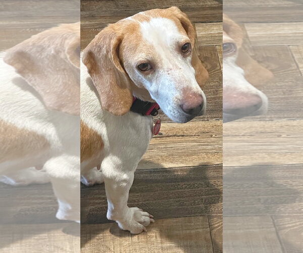 Medium Photo #3 Beagle Puppy For Sale in Dunnellon, FL, USA