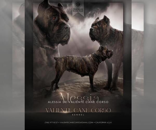 Medium Photo #1 Cane Corso Puppy For Sale in APPLE VALLEY, CA, USA