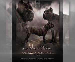 Mother of the Cane Corso puppies born on 05/23/2025