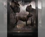 Small Photo #1 Cane Corso Puppy For Sale in APPLE VALLEY, CA, USA