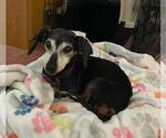 Small #2 Dachshund