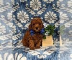 Small #2 Poodle (Miniature)