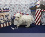 Small #13 Poodle (Toy)
