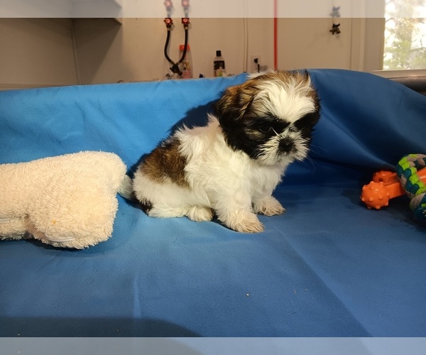 Medium Photo #1 Shih Tzu Puppy For Sale in CAMPBELL HILL, IL, USA