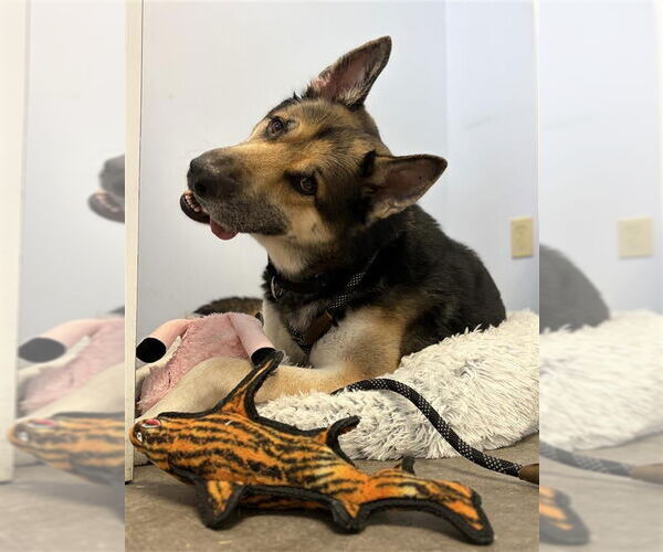 Medium Photo #5 Akita-German Shepherd Dog Mix Puppy For Sale in Gloversville, NY, USA