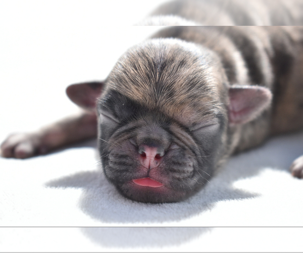 Medium Photo #3 Pug Puppy For Sale in PALM COAST, FL, USA