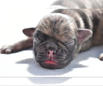 Small #2 Pug