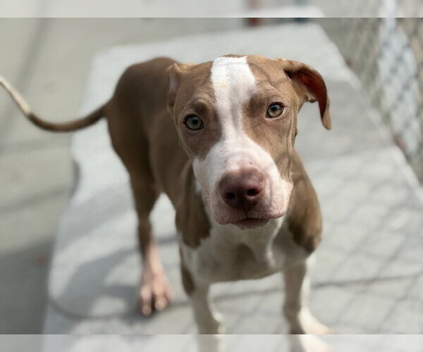 Medium Photo #1 Mutt Puppy For Sale in Tulsa, OK, USA