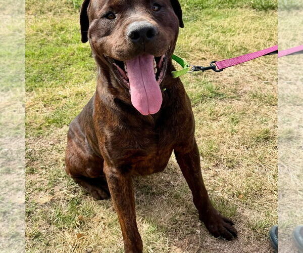 Medium Photo #2 Mutt Puppy For Sale in Goodyear, AZ, USA