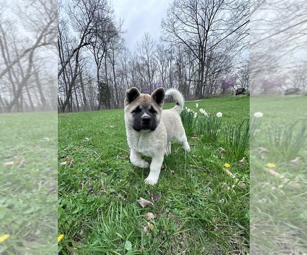 Medium Photo #4 Akita Puppy For Sale in NASHVILLE, IN, USA