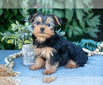 Puppy Victoria Yorkshire Terrier