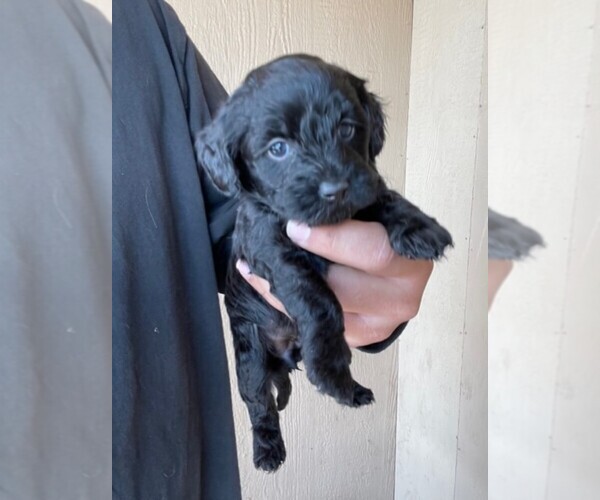 Medium Photo #5 YorkiePoo Puppy For Sale in FALCON, CO, USA