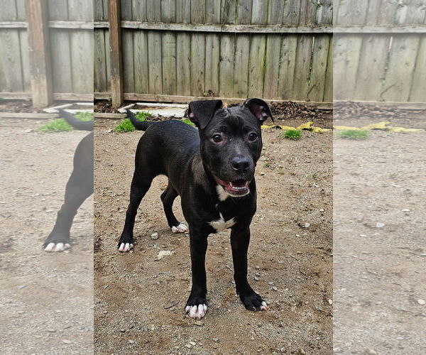 Medium Photo #5 American Pit Bull Terrier-Labrador Retriever Mix Puppy For Sale in Rockaway, NJ, USA