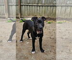 Small #4 American Pit Bull Terrier-Labrador Retriever Mix
