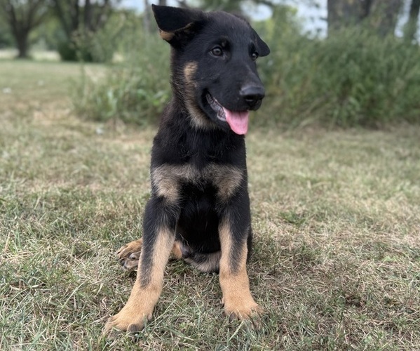 Medium Photo #3 German Shepherd Dog Puppy For Sale in HOLDEN, MO, USA