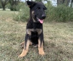 Small #2 German Shepherd Dog