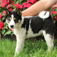Shiba Inu Puppy for sale in GAP, PA, USA