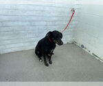 Small Labrador Retriever Mix