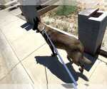 Small #2 German Shepherd Dog Mix