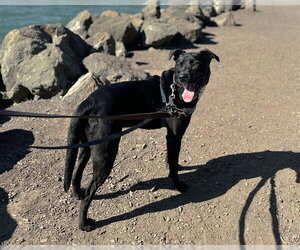 Mutt Dogs for adoption in Berkeley , CA, USA