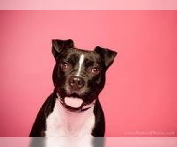 Medium Photo #4 American Pit Bull Terrier-Unknown Mix Puppy For Sale in Blacklick, OH, USA