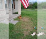 Small Photo #5 Rhodesian Ridgeback-Vizsla Mix Puppy For Sale in Orange Grove, TX, USA