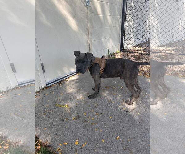 Medium Photo #5 American Staffordshire Terrier-Boxer Mix Puppy For Sale in Princeton, MN, USA