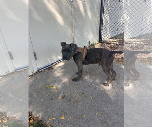Humphrey - Male American Staffordshire Terrier-Boxer Mix Dog for Adoption - Photo #5