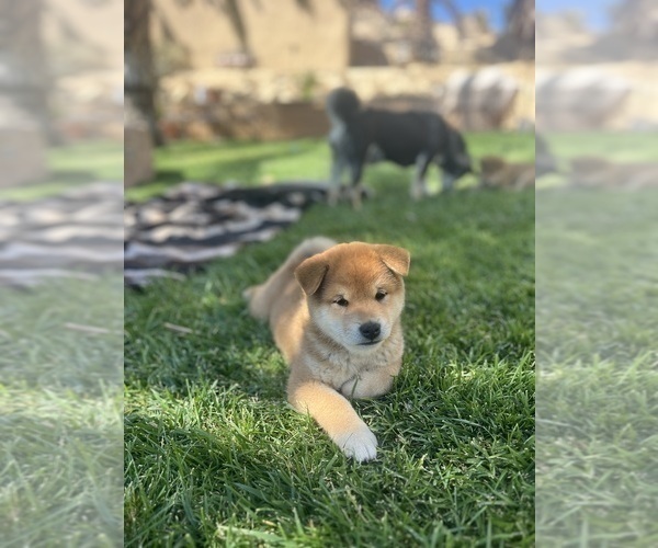 Medium Photo #10 Shiba Inu Puppy For Sale in YUCCA VALLEY, CA, USA