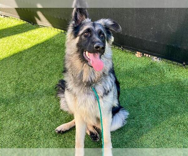 Medium Photo #1 German Shepherd Dog Puppy For Sale in Orange, CA, USA