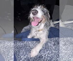 Small #2 Dachshund Mix