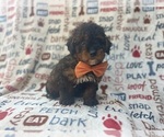 Small #7 Aussiedoodle Miniature 