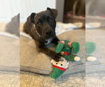 Small #5 Bulldog-Labrador Retriever Mix