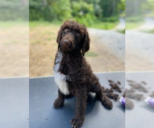 Poodle (Standard) Puppy for sale in FLINT, MI, USA