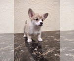 Small Photo #1 Pembroke Welsh Corgi Puppy For Sale in DES PLAINES, IL, USA